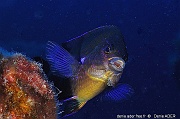 Abudefduf luridus-Acores St maria Penedia-19m-20170821-Denis-ADER-DSC_9883_tn_tn